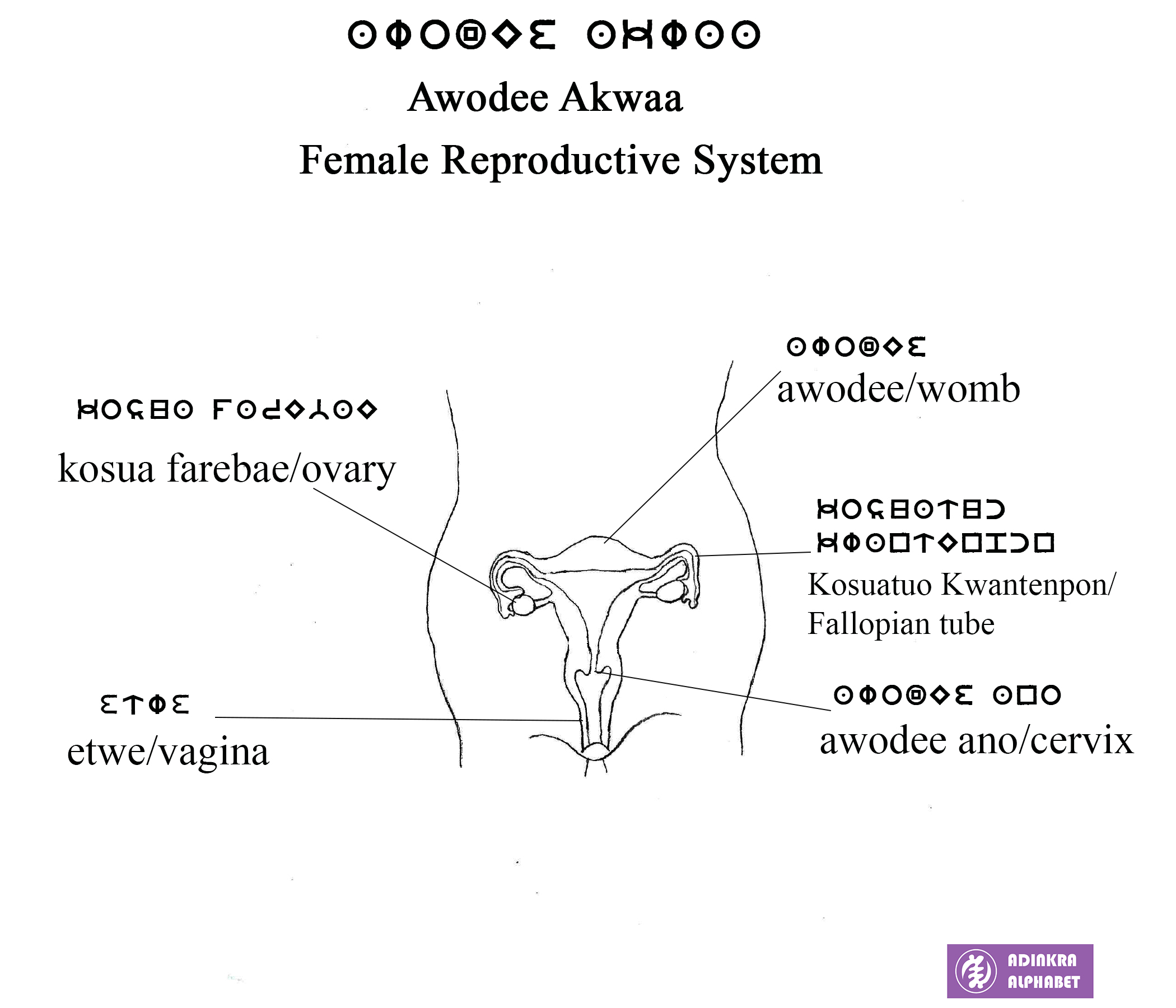 Female Reproductive SystemUpdate Adinkra Alphabet female-reproductive-systemupdate-adinkra-alphabet
