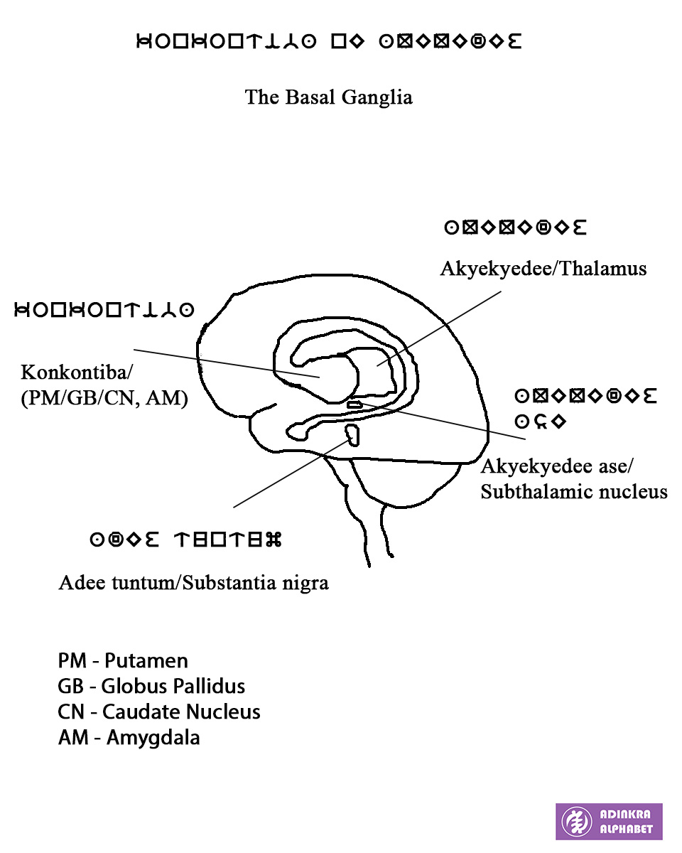 BasalGanglia Adinkra Alphabet basalganglia-adinkra-alphabet